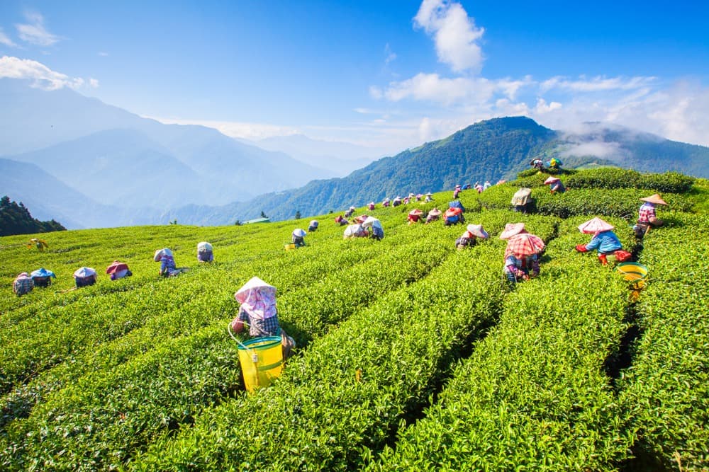La fiesta del té en diciembre en Da Lat y sus alrededores